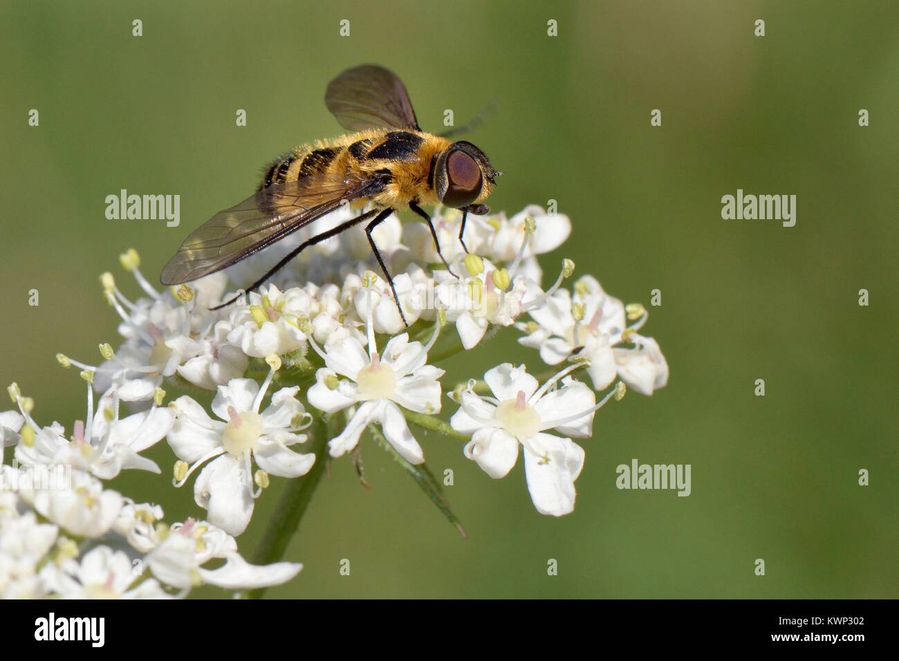 Downland villa bee fly (Villa cingulata) a Red data book endangered species feeding on Common hogweed flowers (Heracleum sphondylium) in a chalk grass Stock Photo