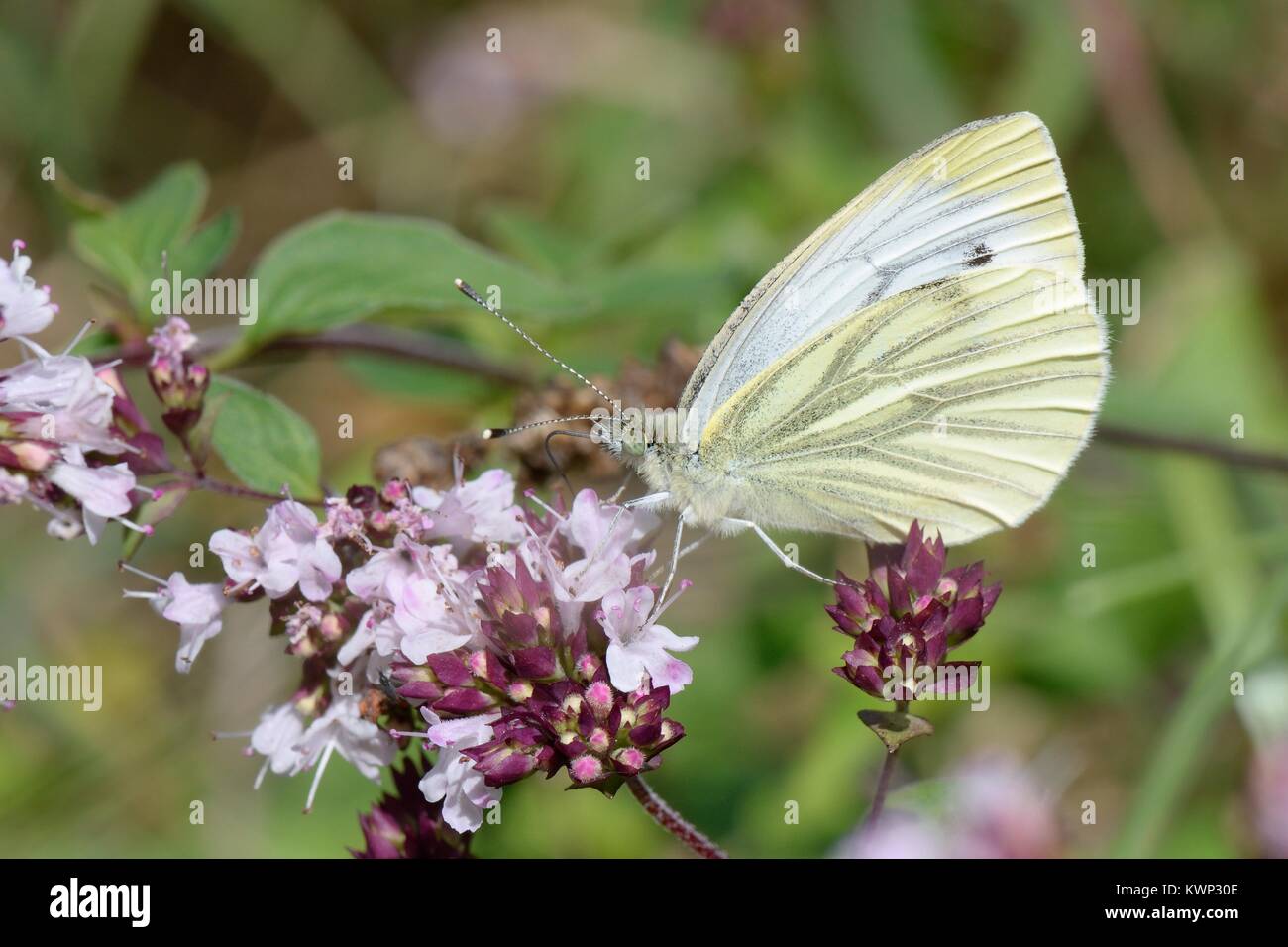 Greenveined white (Pieris napi) nectaring on Wild marjoram flowers