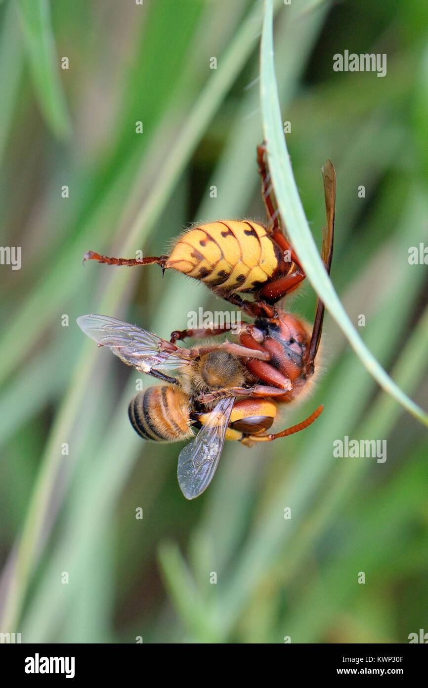 Hornet (Vespa crabro) dismembering a Honeybee (Apis mellifera) it has caught in a chalk grassland meadow, Wiltshire, UK, August. Stock Photo