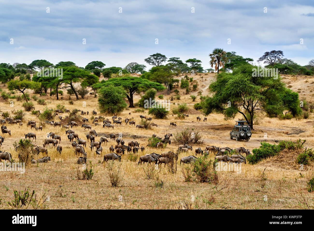 Blue wildebeest and safari car on valley of  Tarangire National Park, Tanzania, Africa Stock Photo