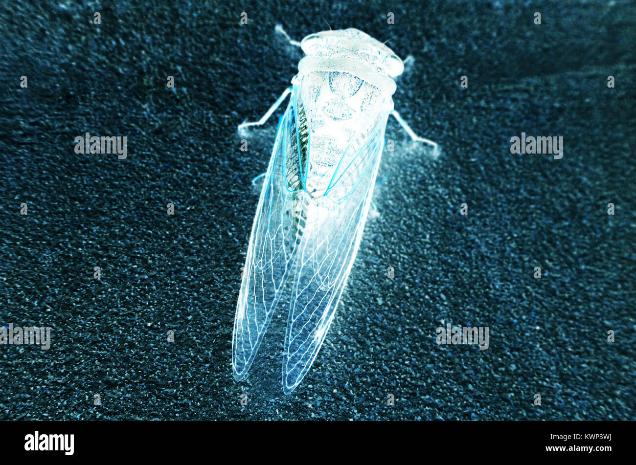 Cicada insect close up Stock Photo