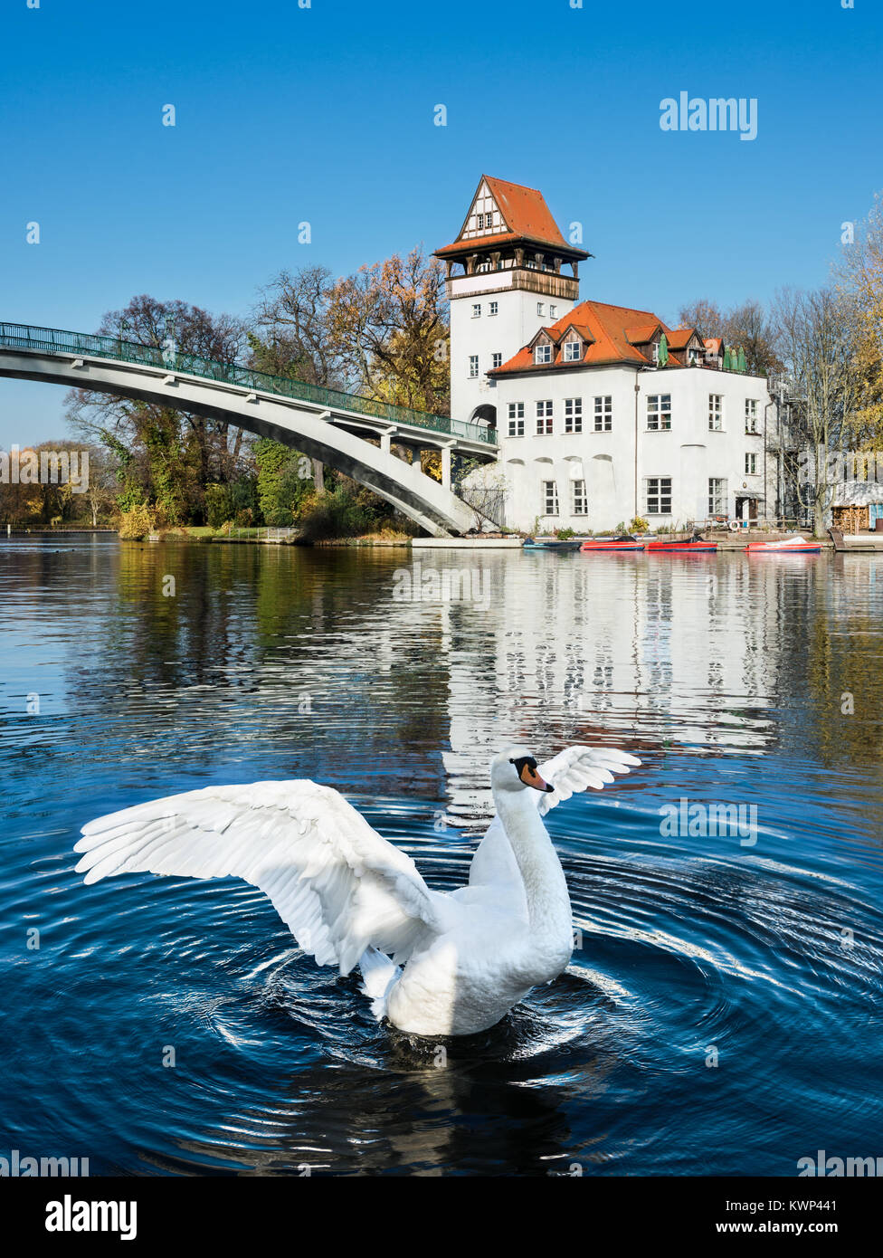 White swan flaps wings on river Spree in Treptow Park, Berlin, Germany Stock Photo