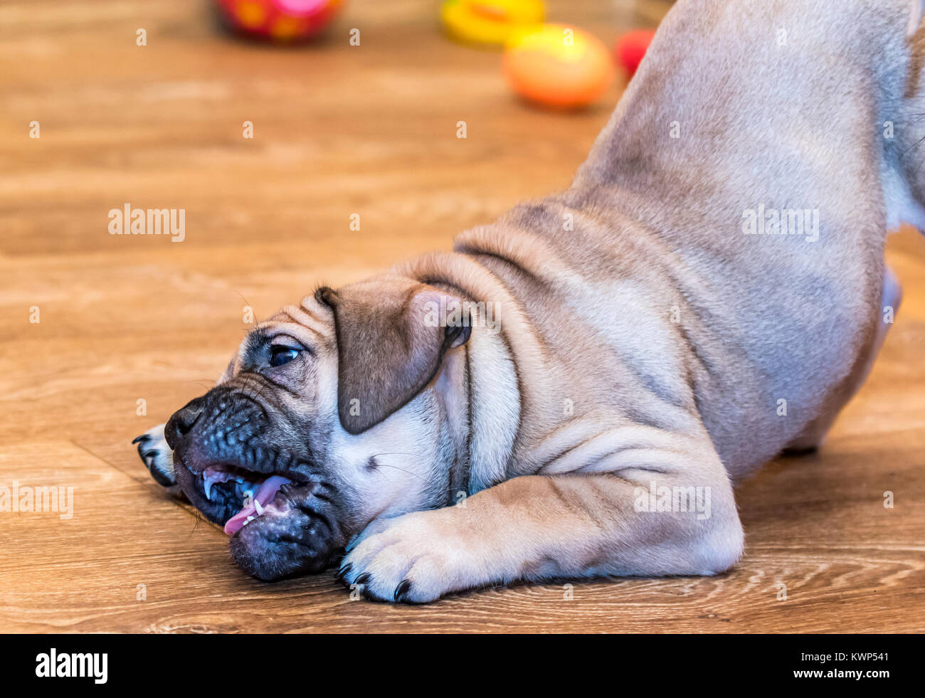 Brown 8 weeks old Ca de Bou (Mallorquin Mastiff) puppy dog playing with a pet toy Stock Photo