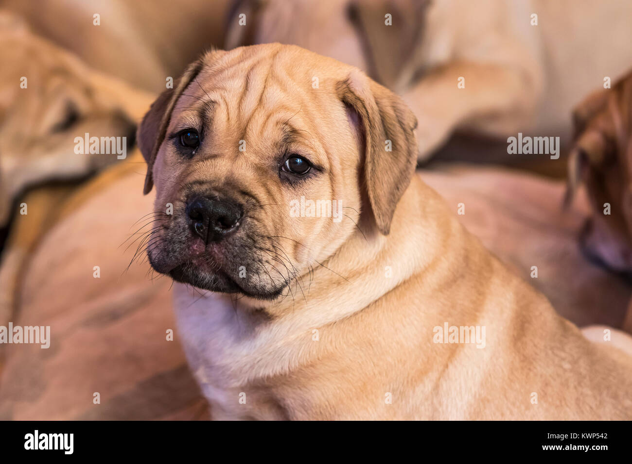 Brown 8 weeks old Ca de Bou (Mallorquin Mastiff) puppy dog with sleepy eyes looks on the camera Stock Photo