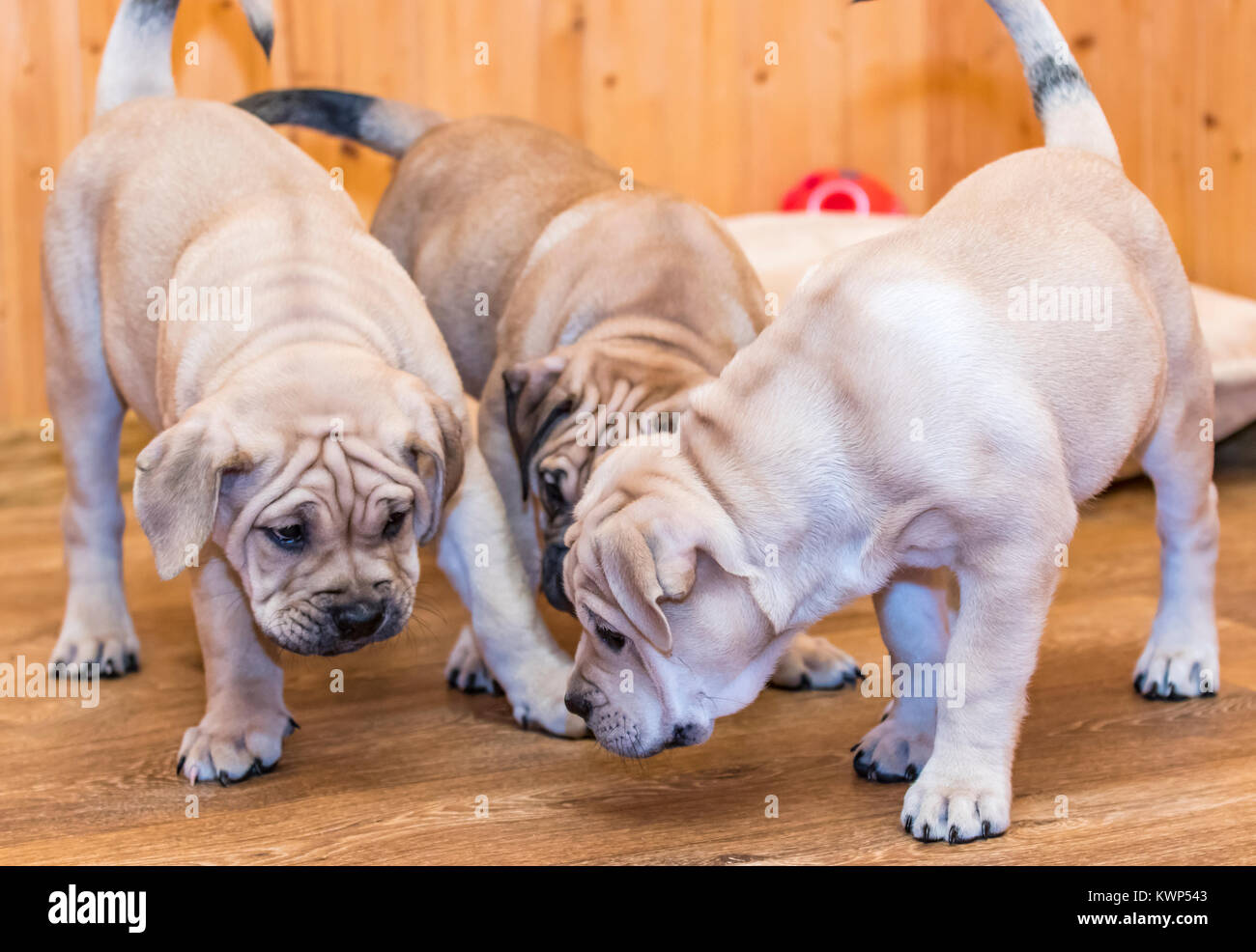 Three 8 weeks old Ca de Bou (Mallorquin Mastiff) puppies playing with each other Stock Photo