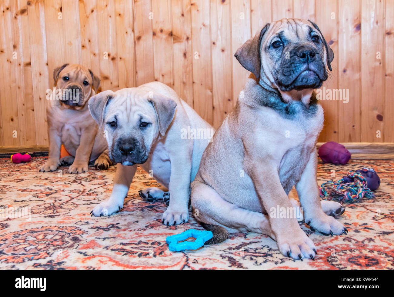 Three 8 weeks old Ca de Bou (Mallorquin Mastiff) puppies look on the camera Stock Photo
