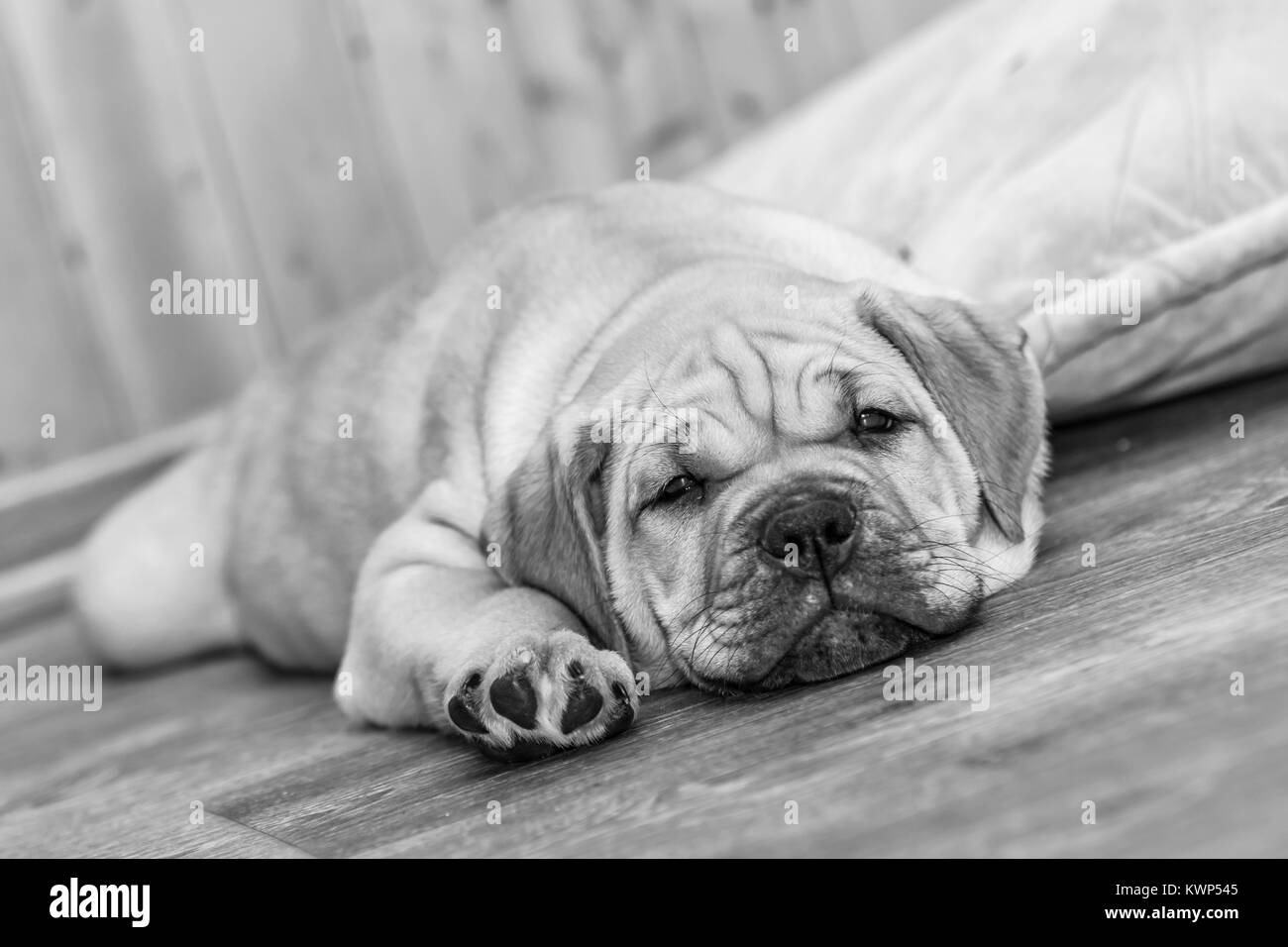Brown 8 weeks old Ca de Bou (Mallorquin Mastiff) puppy dog lying on a parquet floor (black/white) Stock Photo