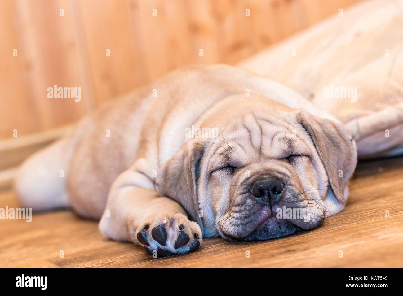 Brown 8 weeks old Ca de Bou (Mallorquin Mastiff) puppy dog sleeping on a parquet floor Stock Photo