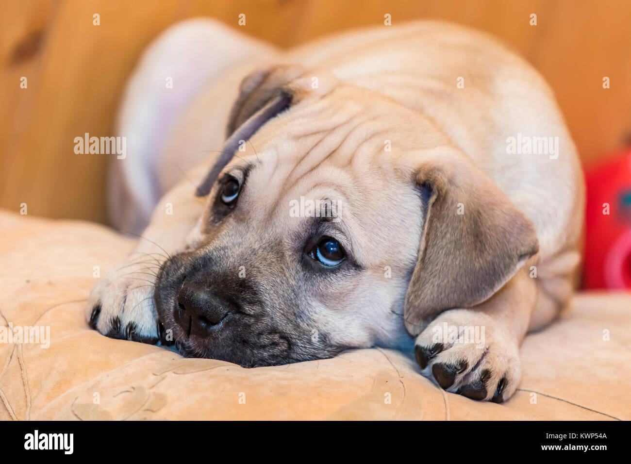 Brown 8 weeks old Ca de Bou (Mallorquin Mastiff) puppy dog with sad eyes lying on a pillow Stock Photo