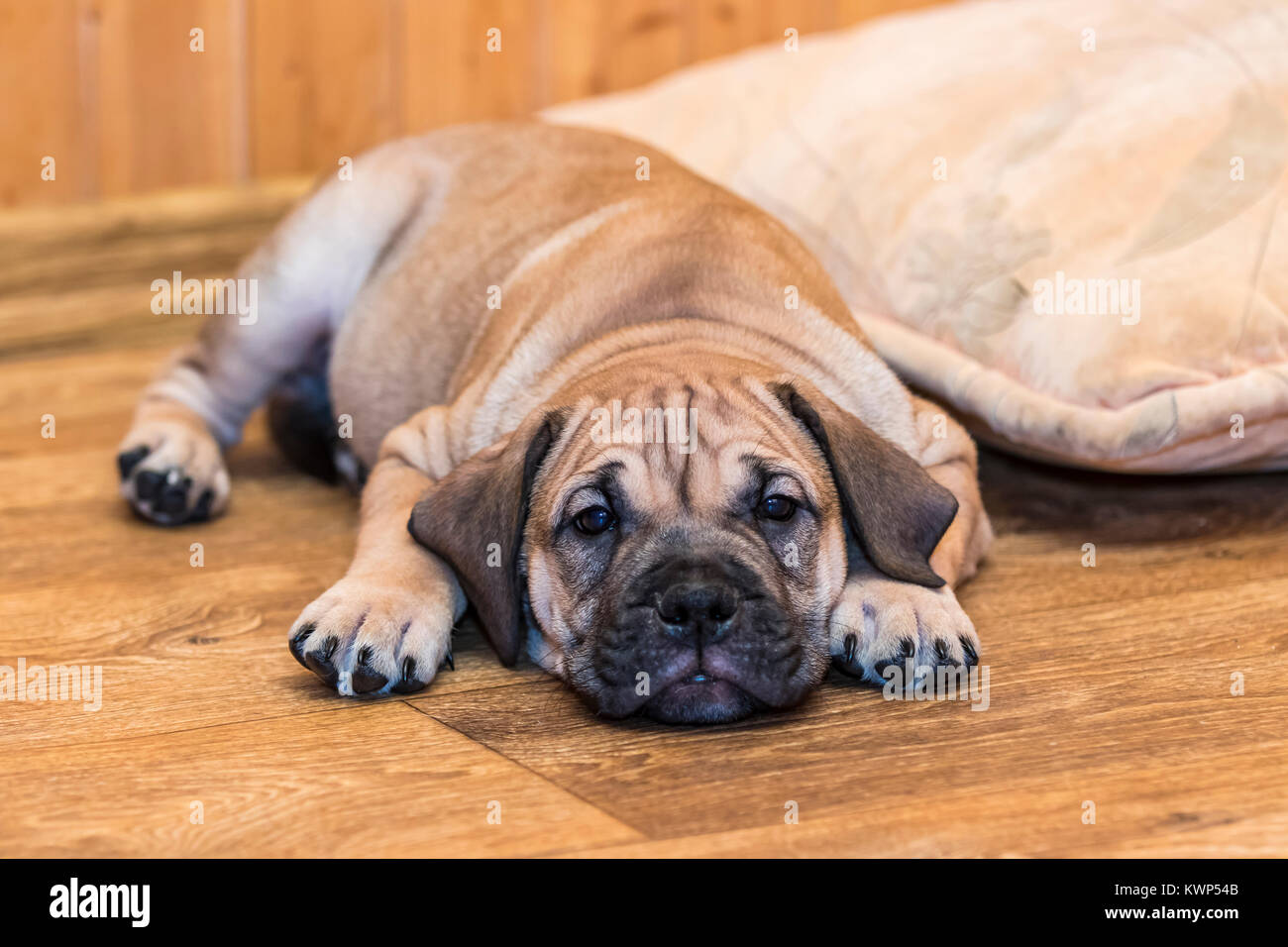 Brown 8 weeks old Ca de Bou (Mallorquin Mastiff) puppy dog lying on a parquet floor Stock Photo
