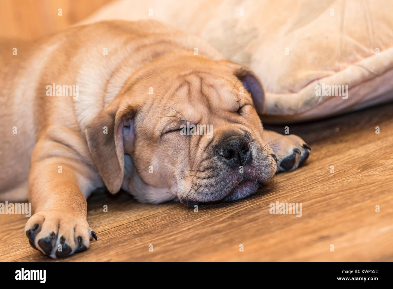 Brown 8 weeks old Ca de Bou (Mallorquin Mastiff) puppy dog sleeping on a parquet floor Stock Photo