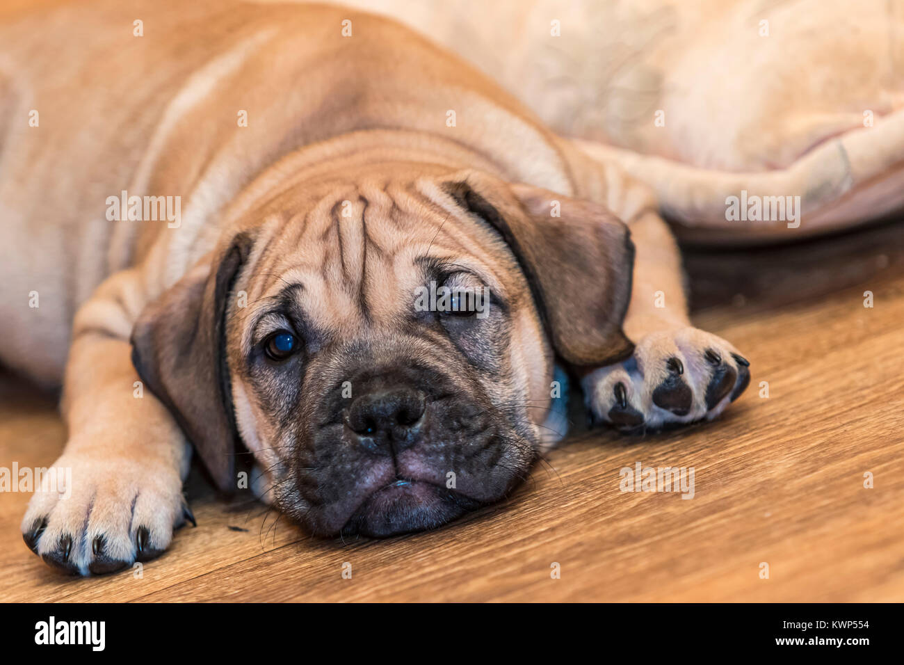 Brown 8 weeks old Ca de Bou (Mallorquin Mastiff) puppy dog lying on a parquet floor Stock Photo