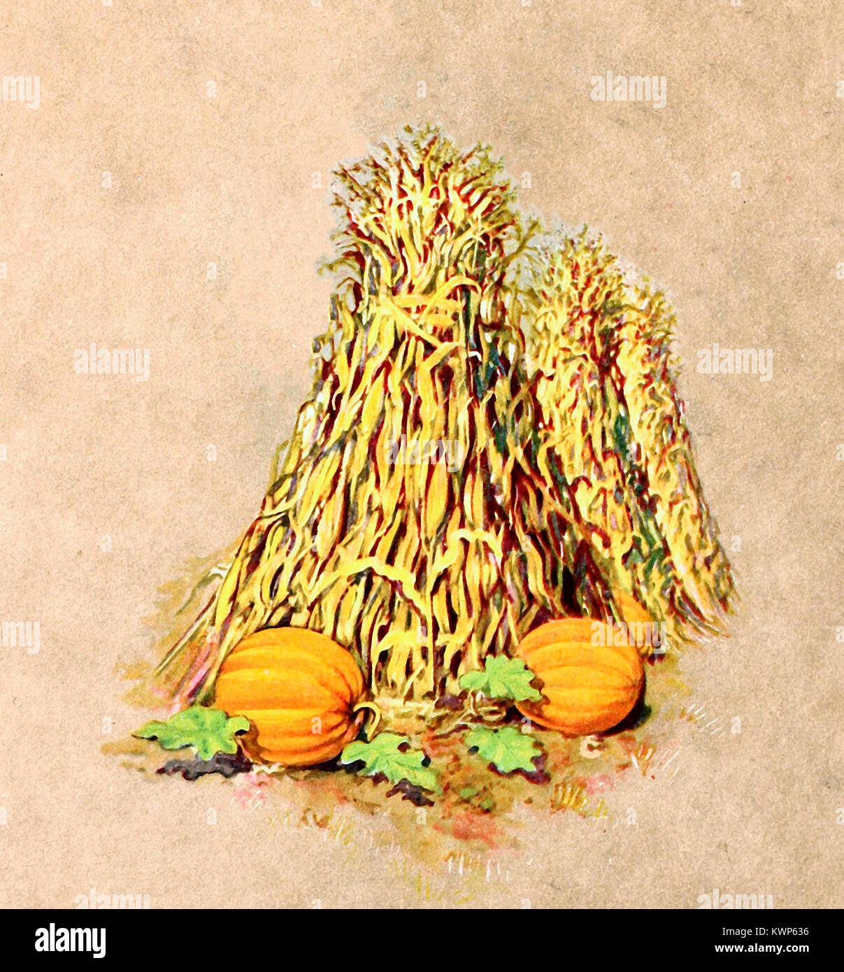 Vintage Harvest Illustration - Thanksgiving and Fall - Pumpkins and Hay Stock Photo