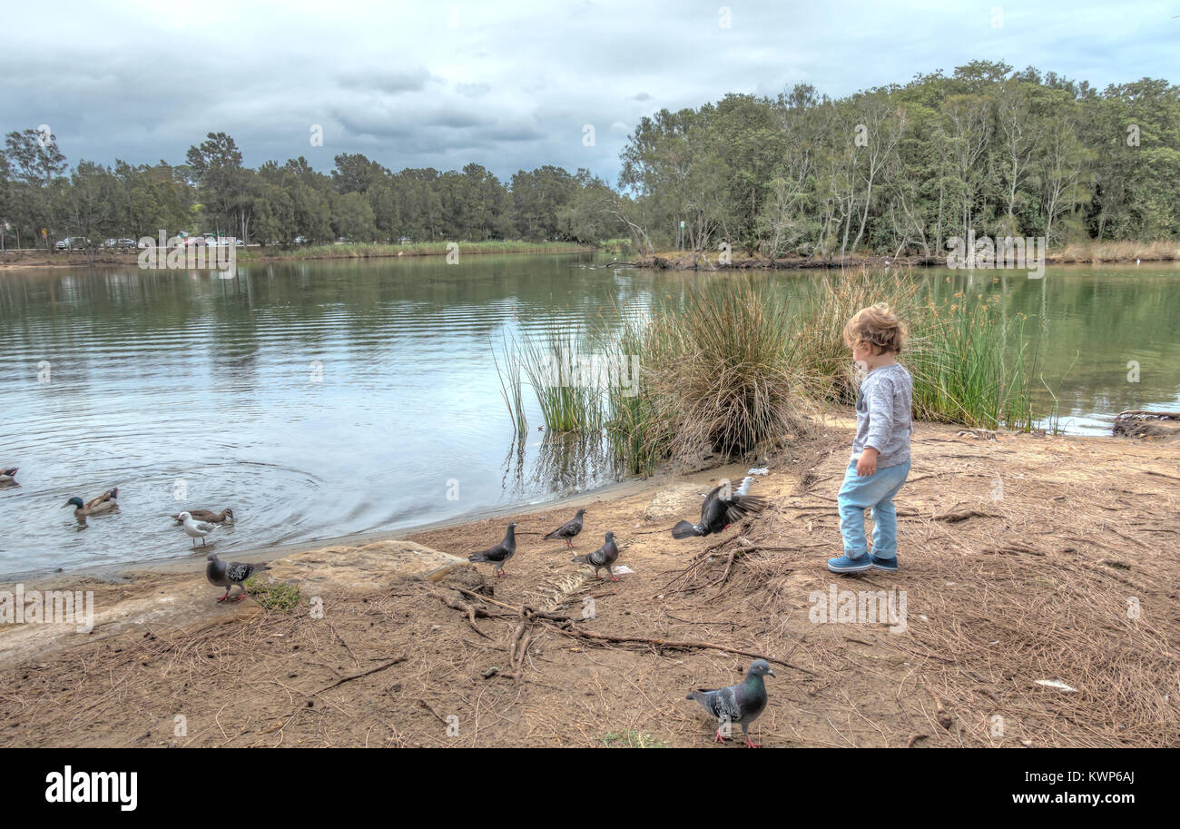 3 year old boy feeding birds at Narrabeen Lakes, Australia. Stock Photo