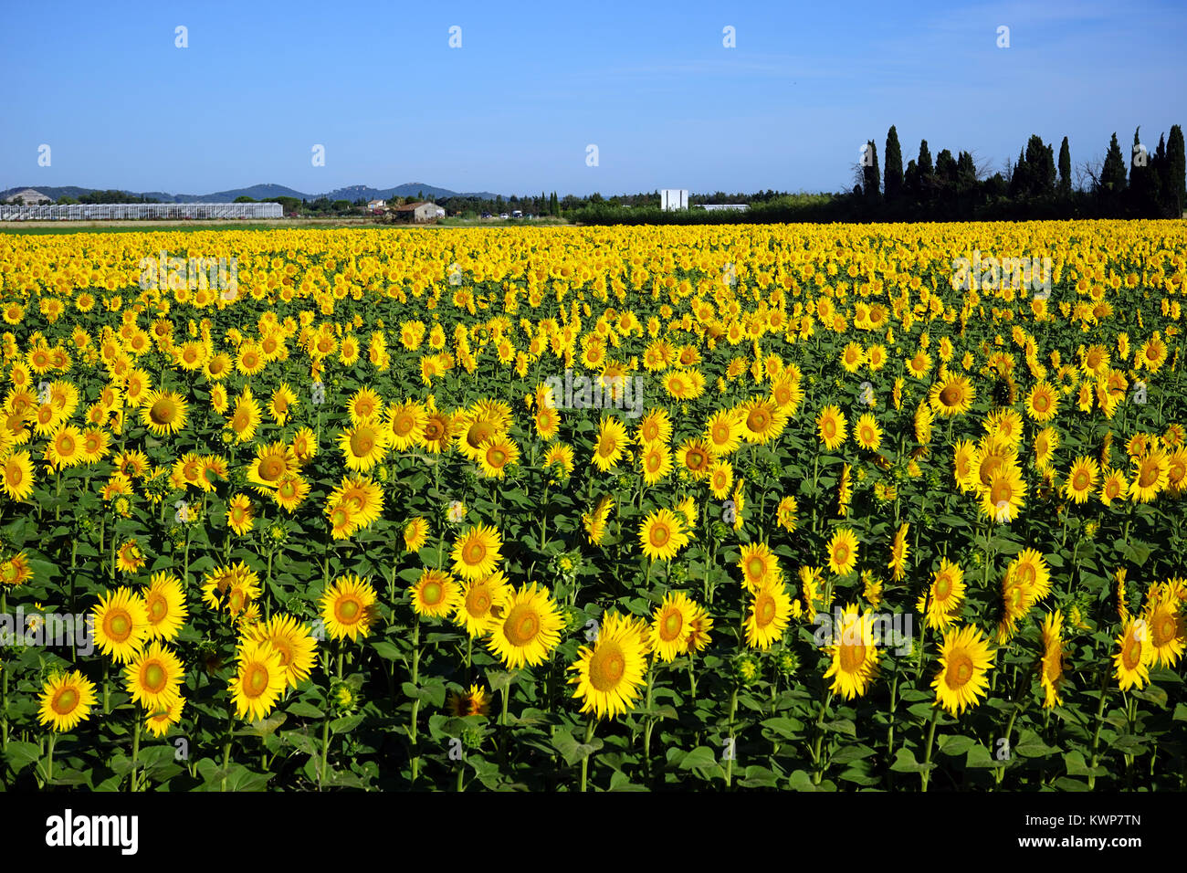 Sunflower field and farm in France Stock Photo - Alamy