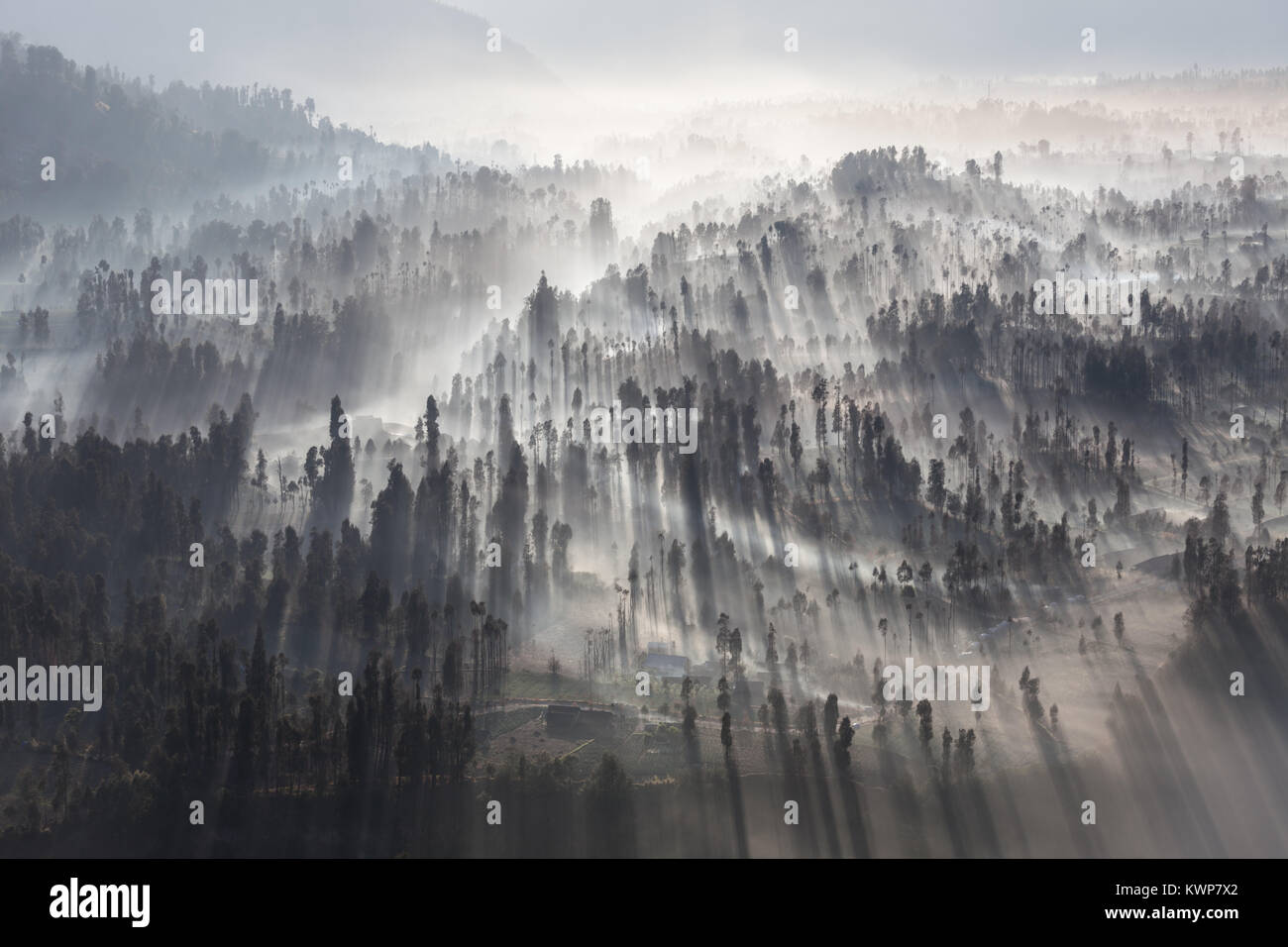 Sunrise in the forest near Bromo volcano, Java island, Indonesia Stock ...