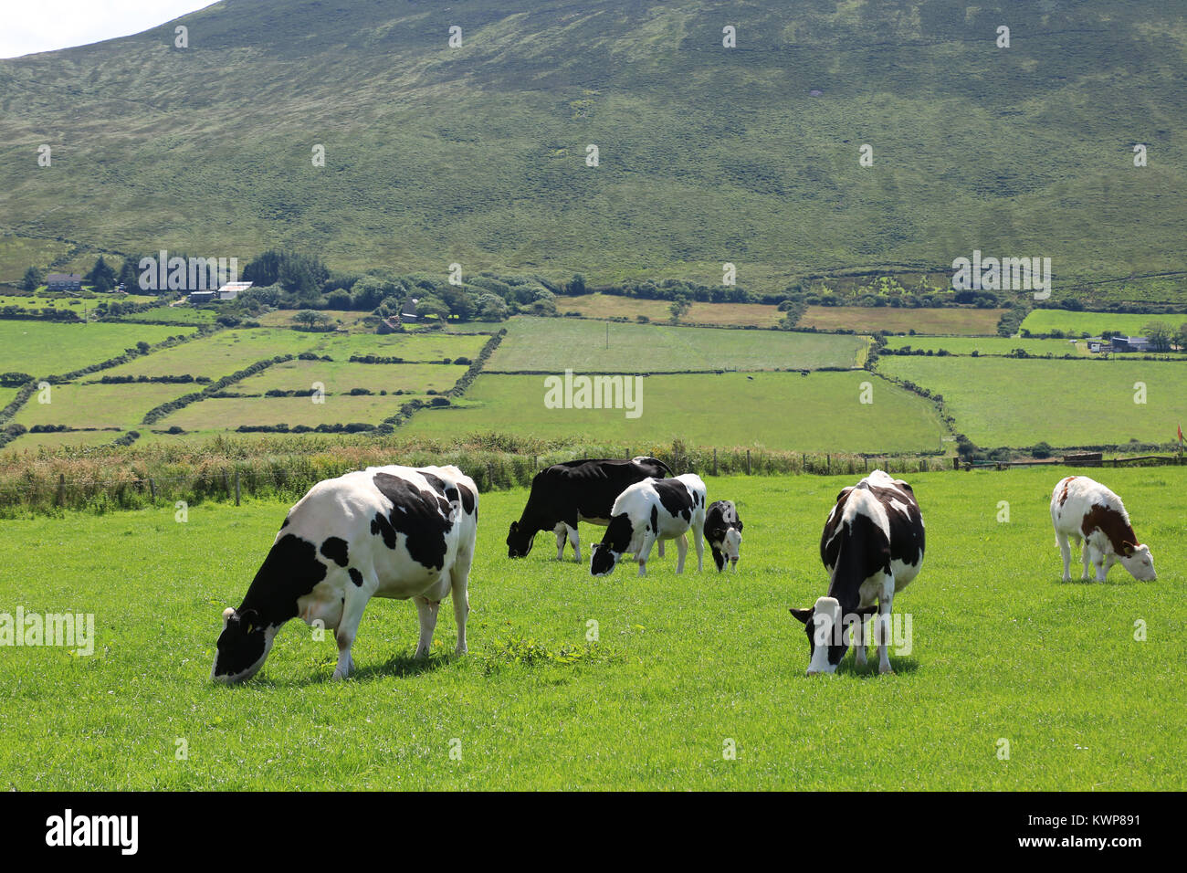 Cow, Cows grazing in a field in Ireland. Stock Photo