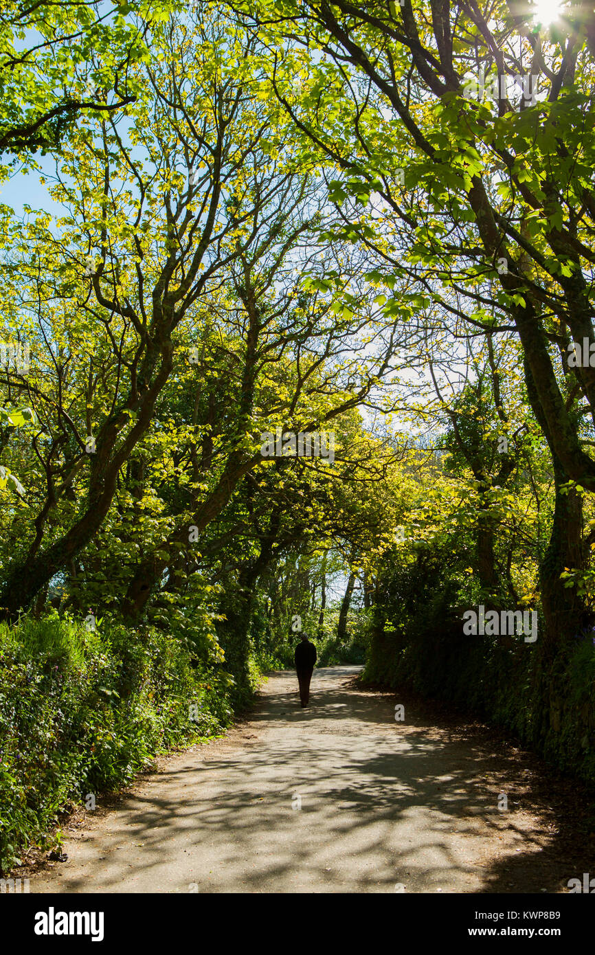 Woodland walk near Carbis Bay, Cornwall. Stock Photo