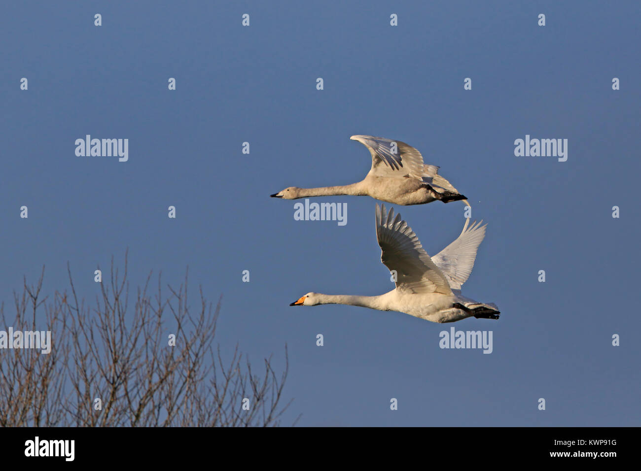 Two Whooper Swans in flight Stock Photo