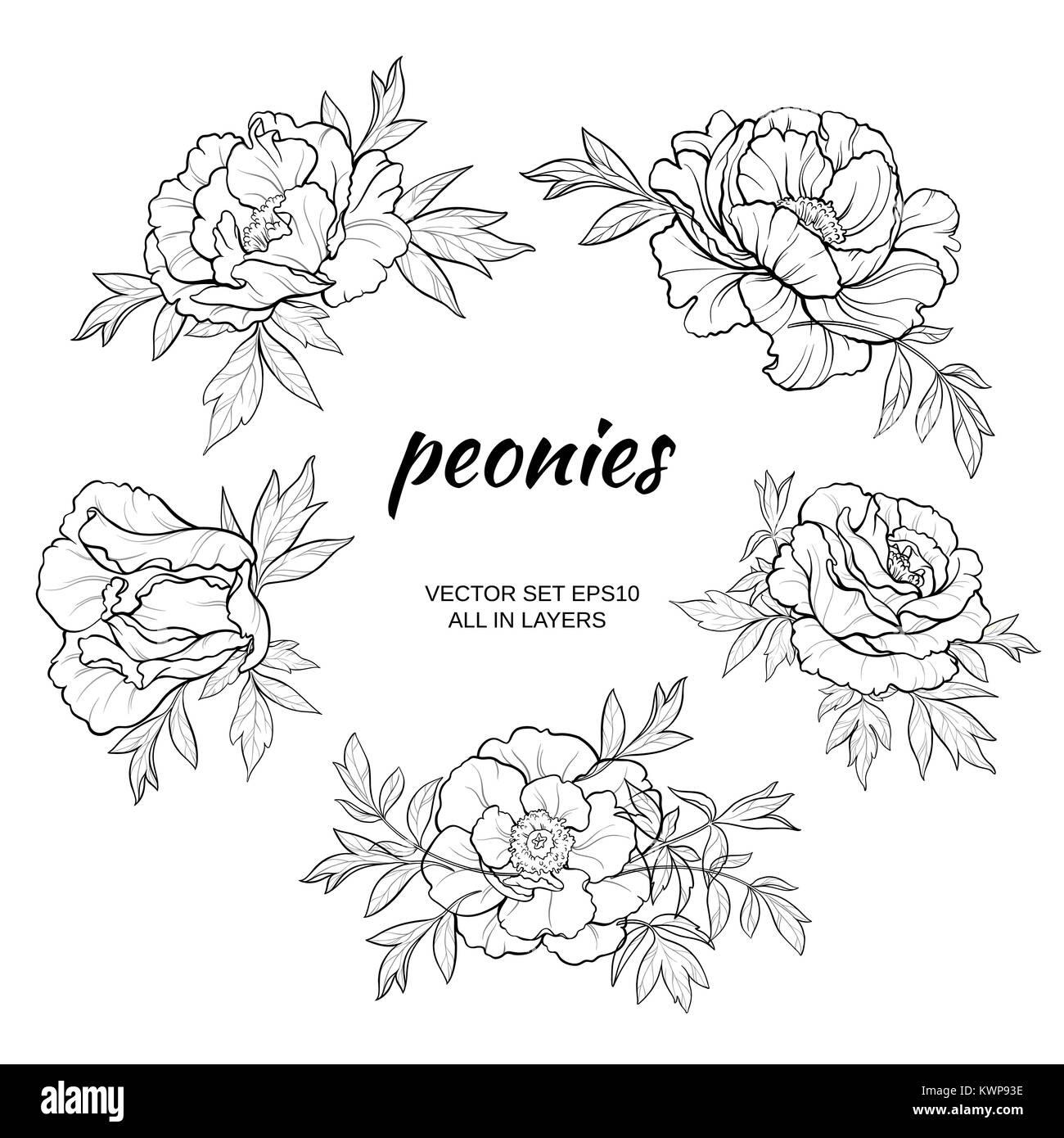 vector set  with  peonies on white background Stock Vector