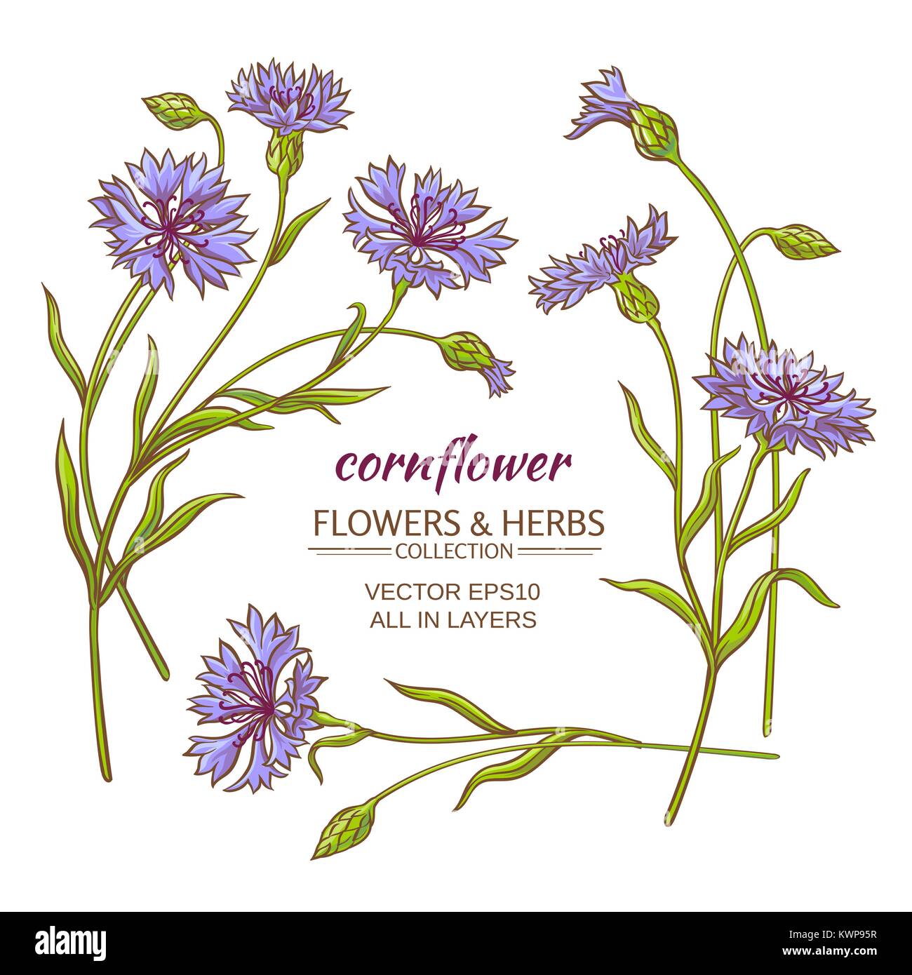 blue cornflower vector set on white background Stock Vector