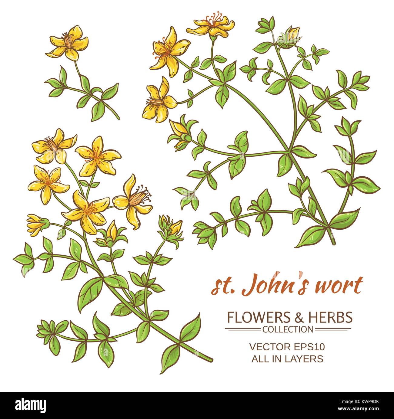 St. John's wort vector set on white background Stock Vector Image & Art