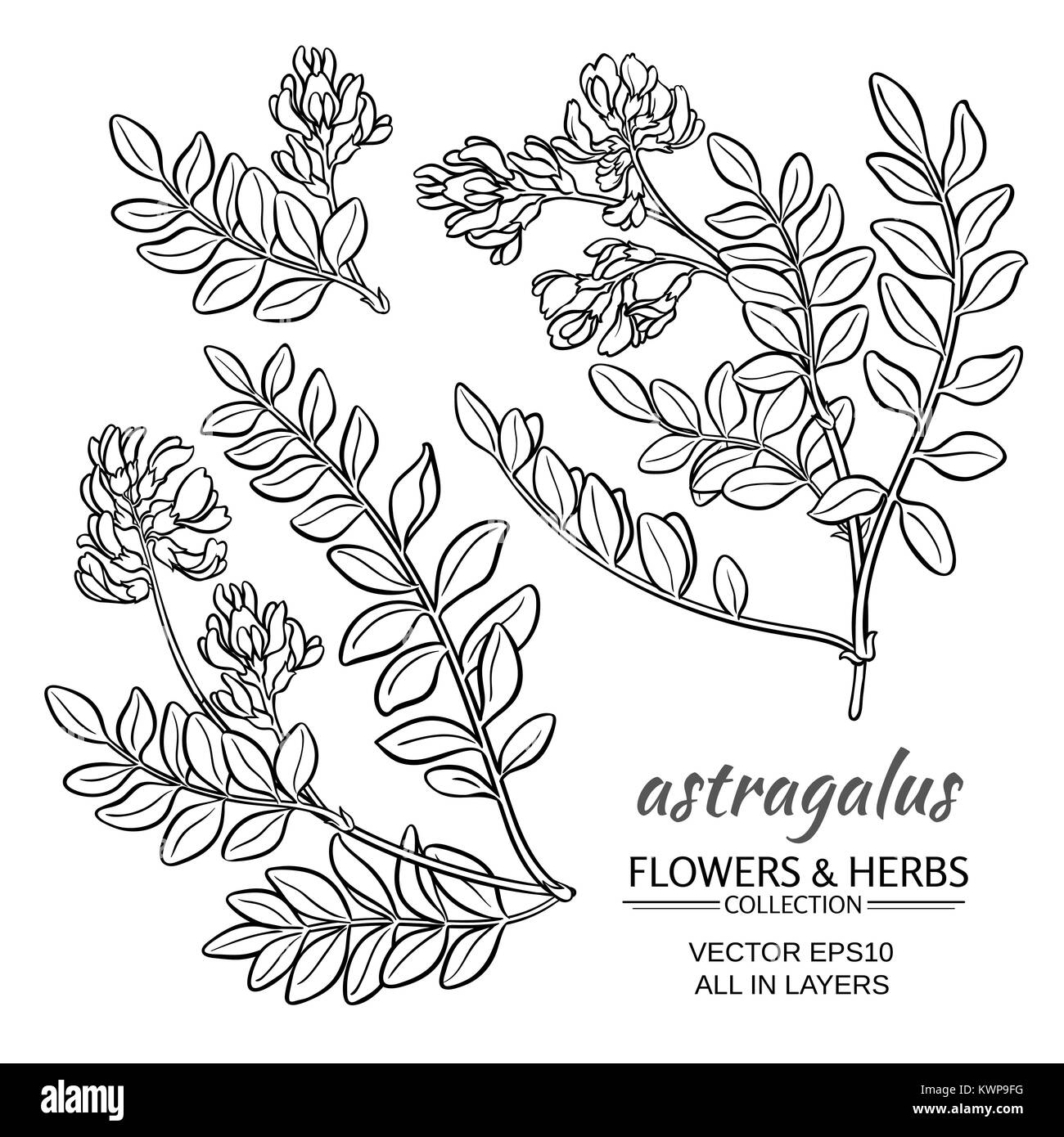 astragalus plant vector set on white