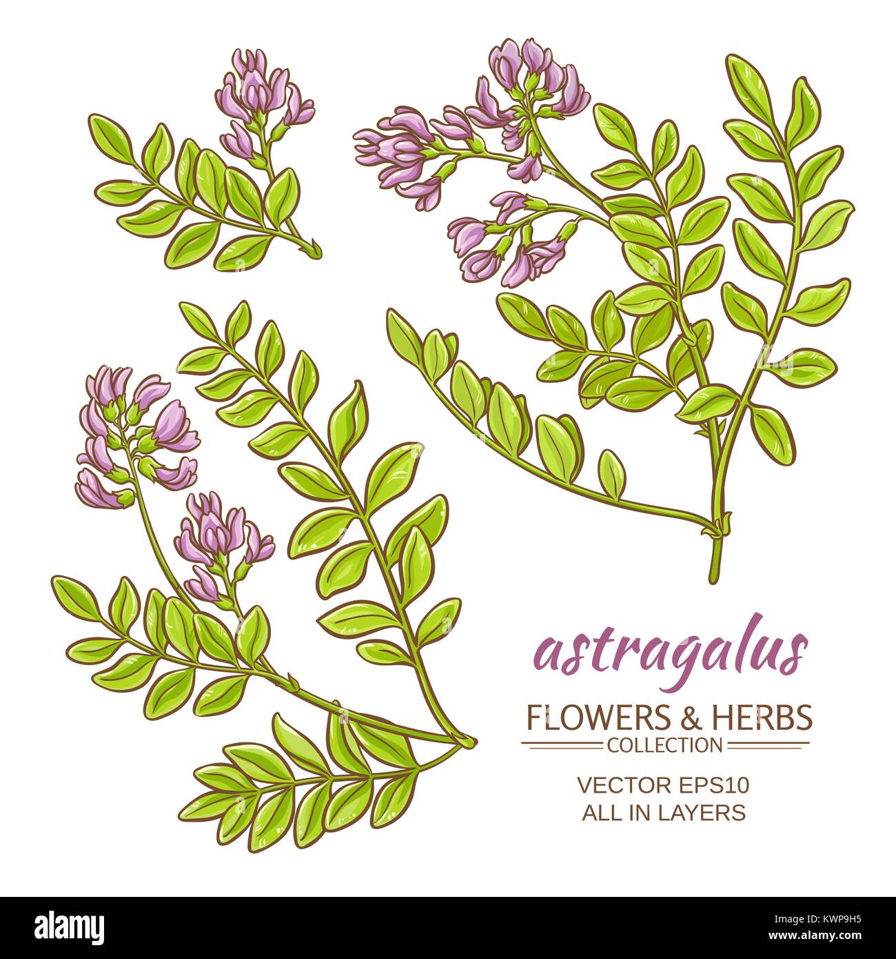 astragalus plant vector set on white background Stock Vector Image