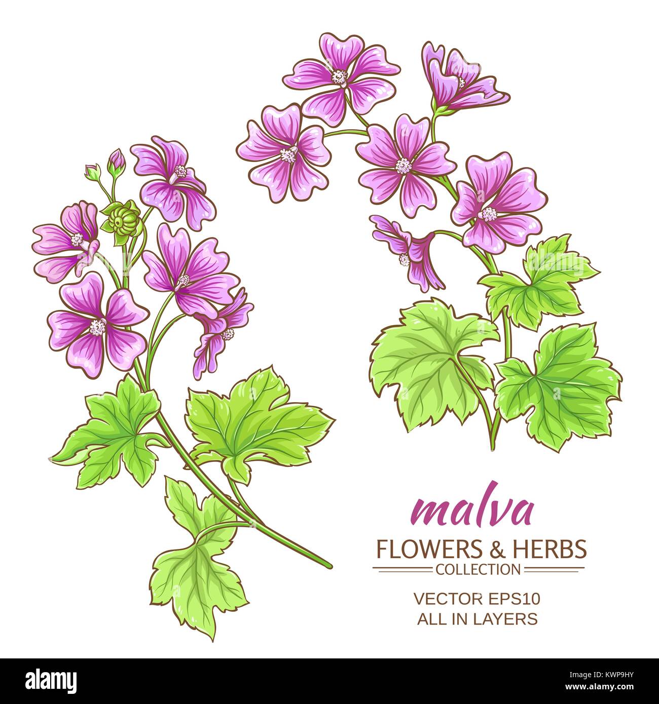 malva flowers vector set on white background Stock Vector
