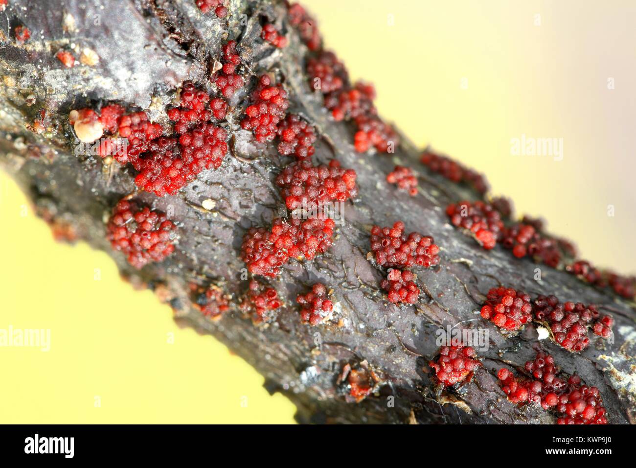 Coral spot, Nectria cinnabarina, growing on willow Stock Photo