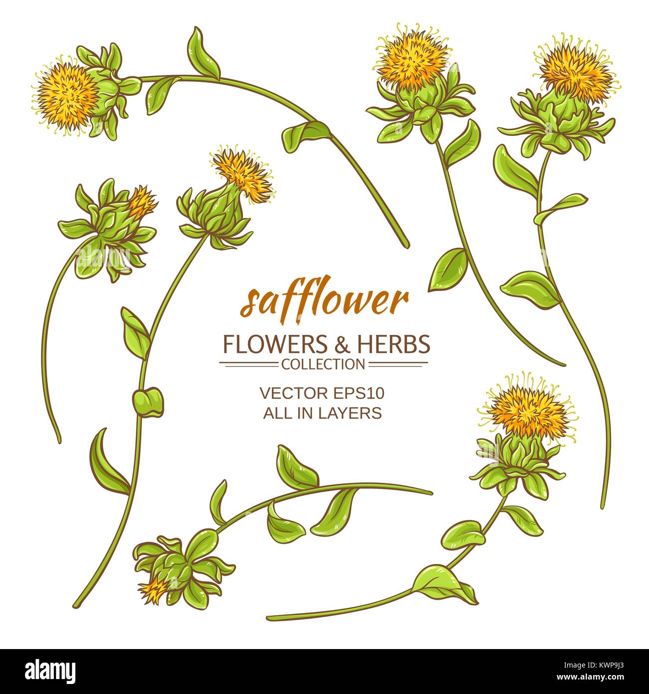 safflower plant vector set on white background Stock Vector Image & Art