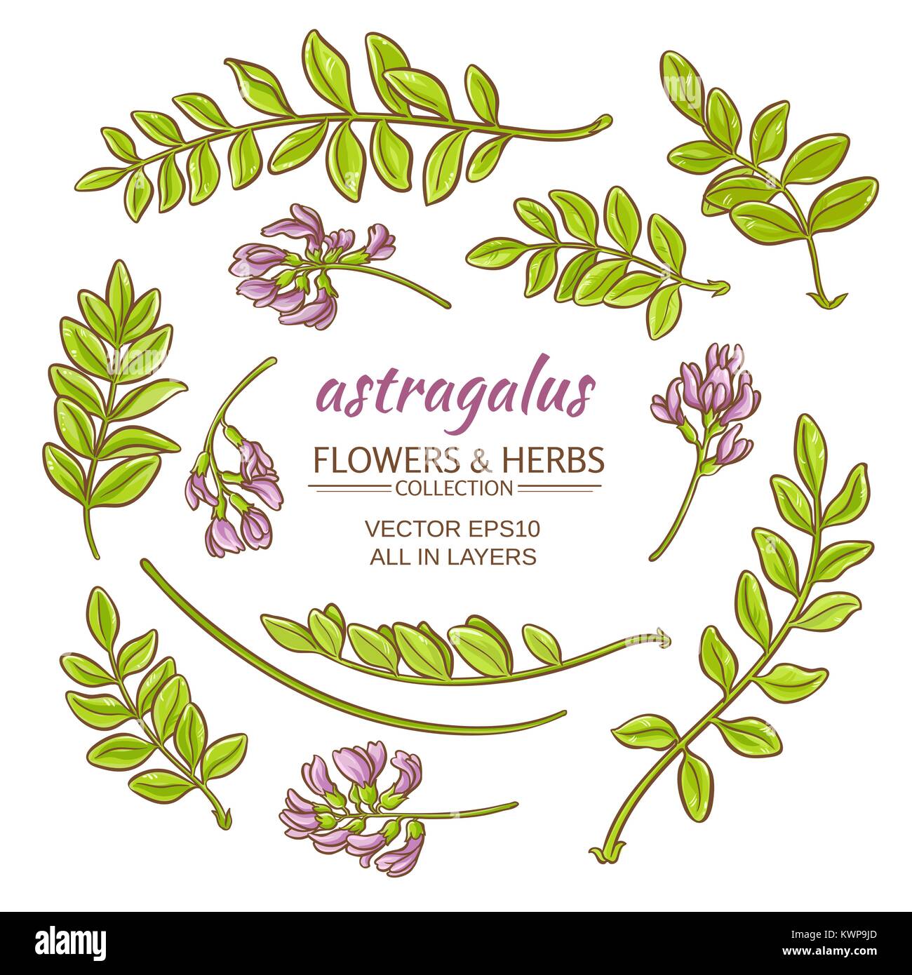 astragalus elements vector set on white background Stock Vector Image
