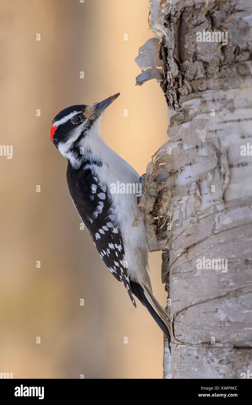 A male Hairy Woodpecker forages for food in the winter. Stock Photo