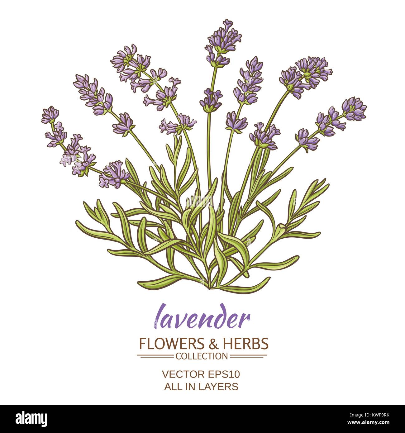 lavender flowers on white background Stock Vector