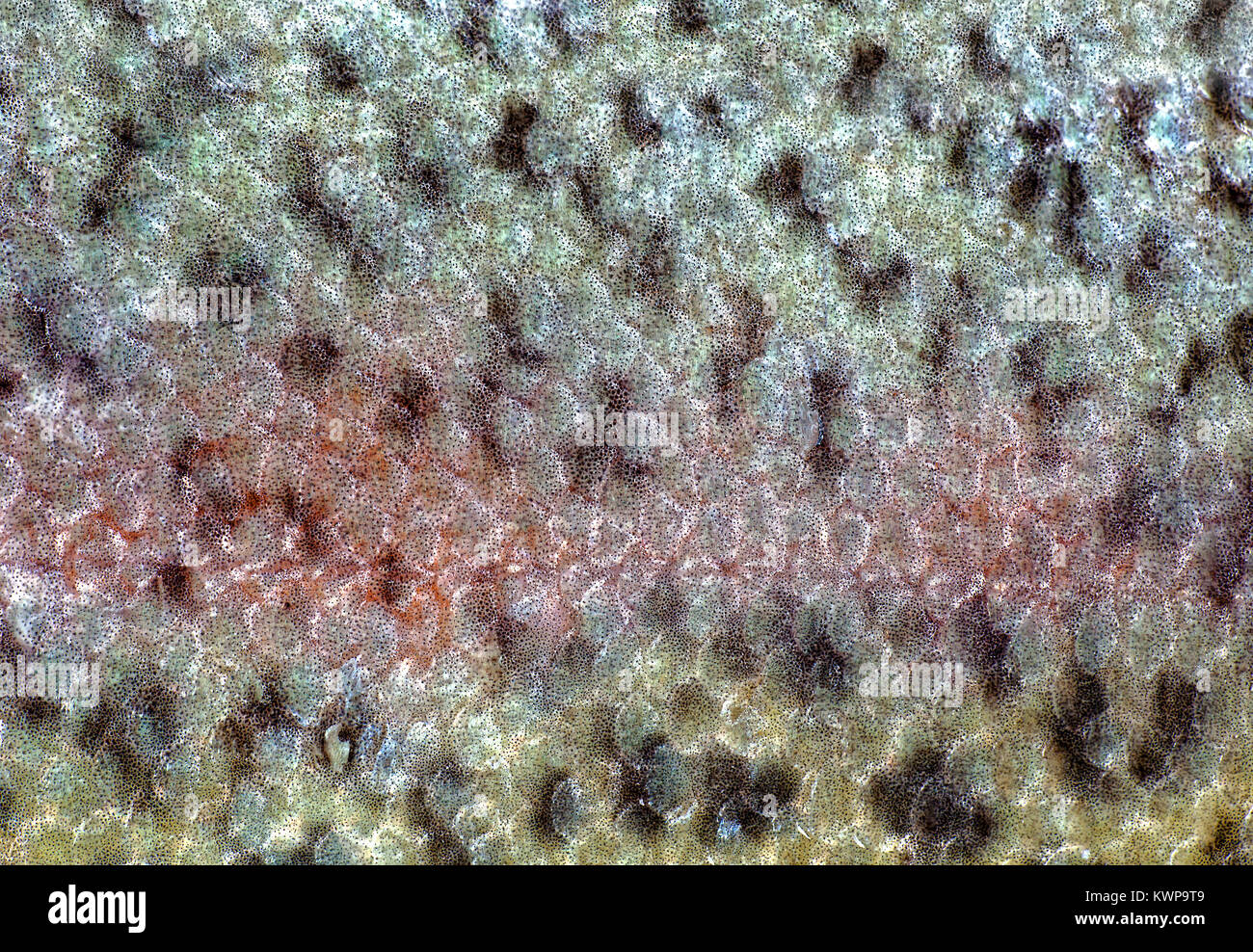 Closeup of the fish skin of a rainbow trout Stock Photo Alamy