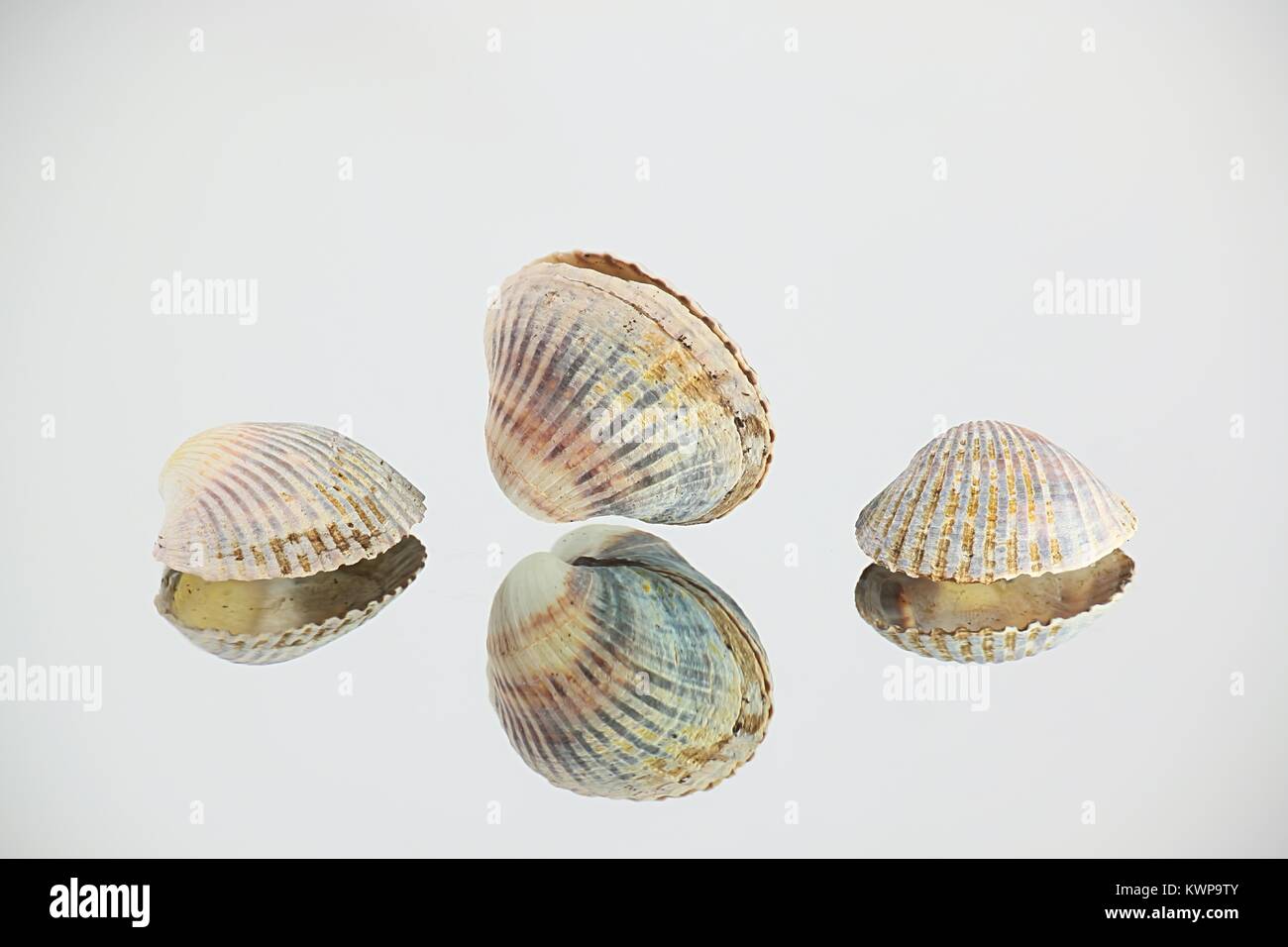 Lagoon cocle, Cerastoderma glaucum, a common saltwater clam, from the Baltic Sea Stock Photo
