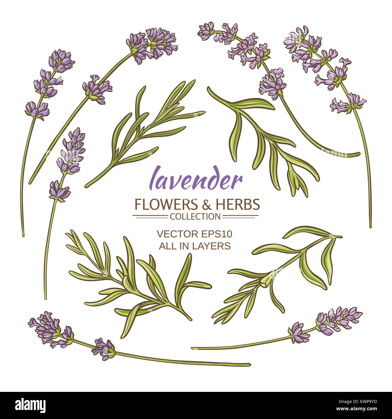 lavender flowers and leaves set on white background Stock Vector