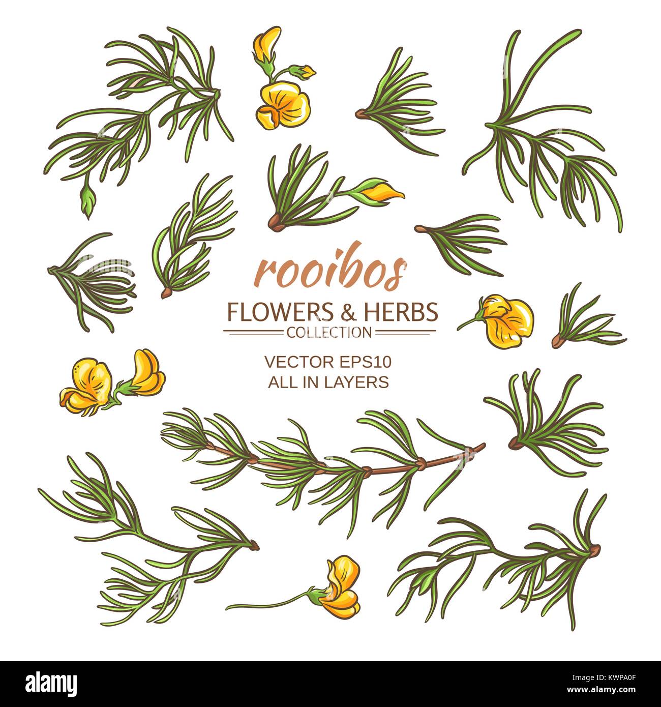rooibos leaves and flowers vector set on white background Stock Vector