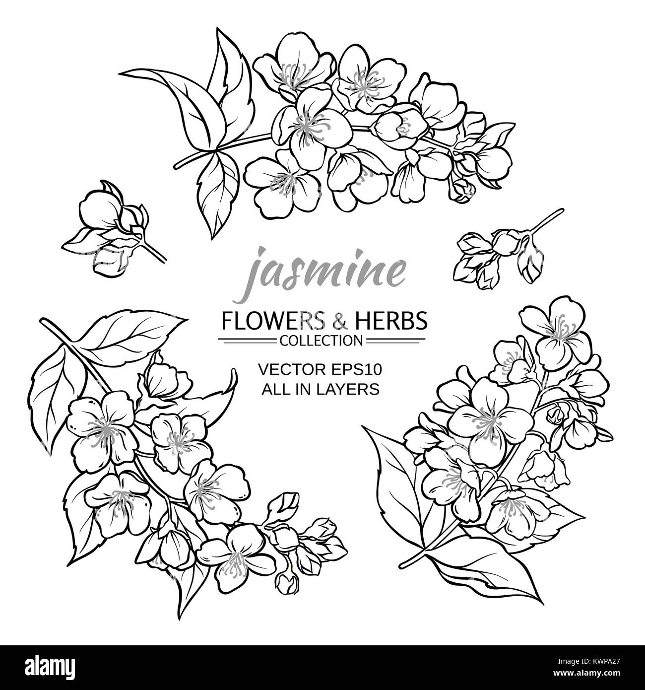 Jasmine flower Black and White Stock Photos & Images Alamy