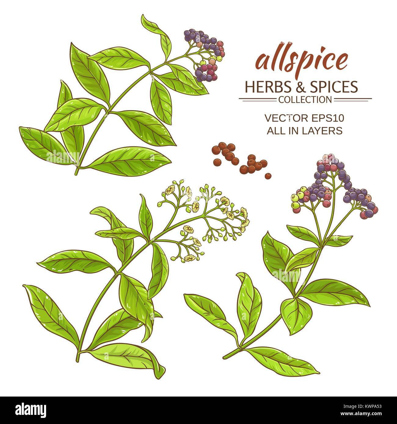allspice plant vector set on white background Stock Vector Image & Art