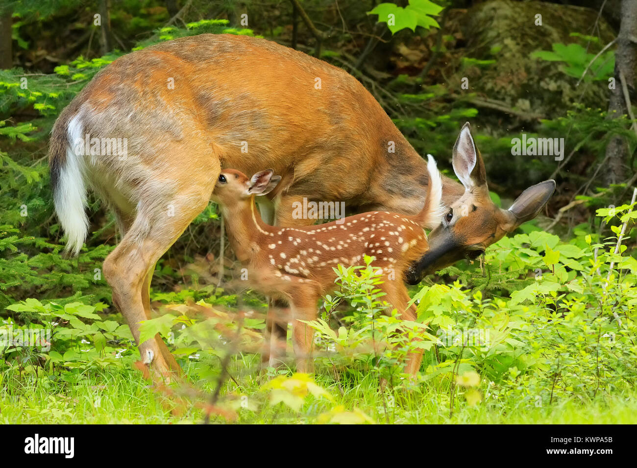 A White-tailed fawn feeds on the side of the road. Stock Photo