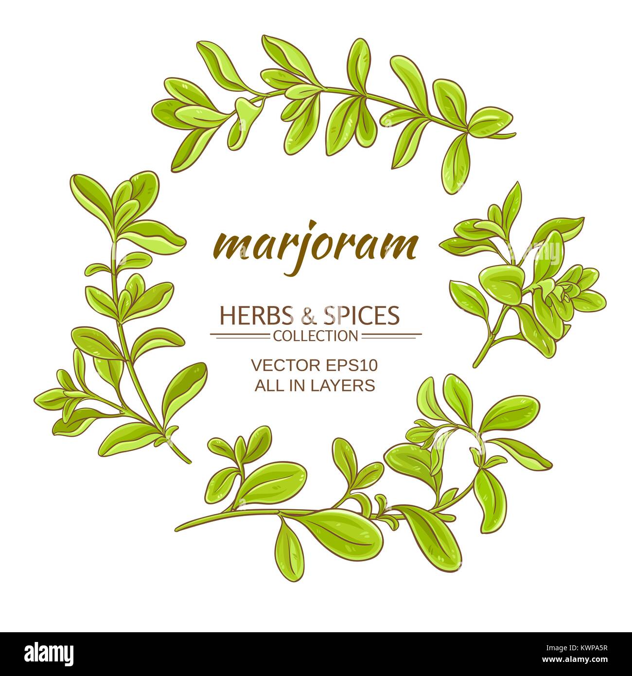 marjoram vector set on white background Stock Vector Image & Art Alamy