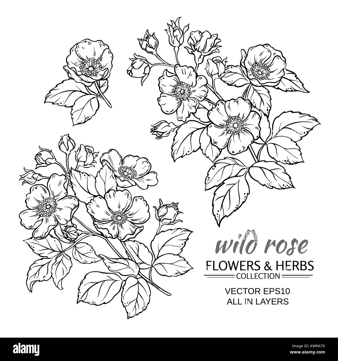 dog rose flowers vector set on white background Stock Vector