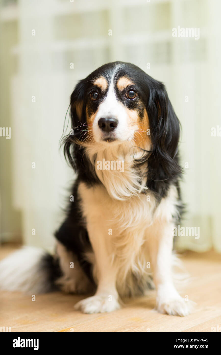 Large And Sad Dogless Dog With Long Hair Is Sitting On The Floor