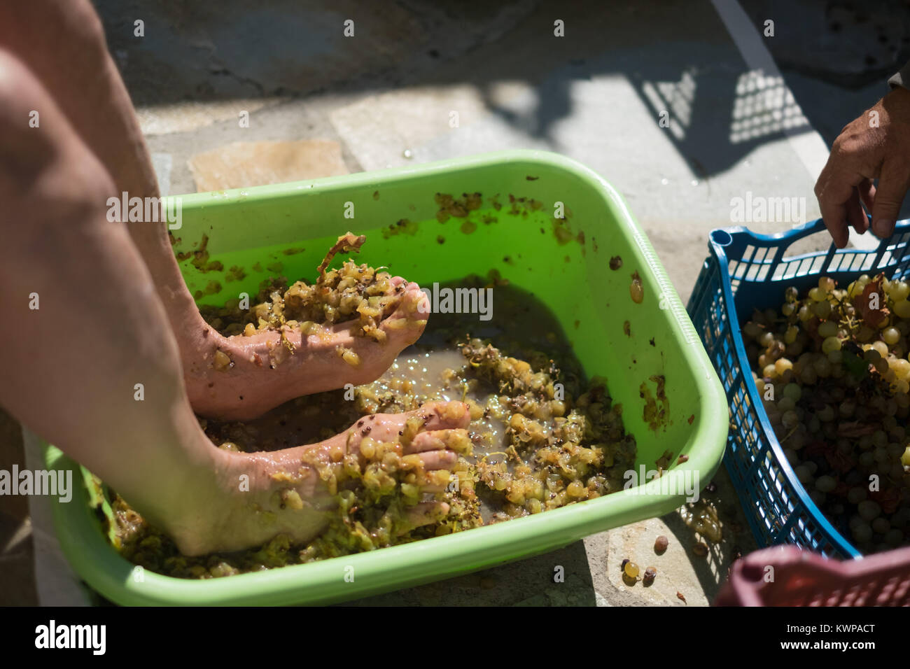 GrapeStomping for the traditional production of wine at the Old Village (Chora) on Alonissos