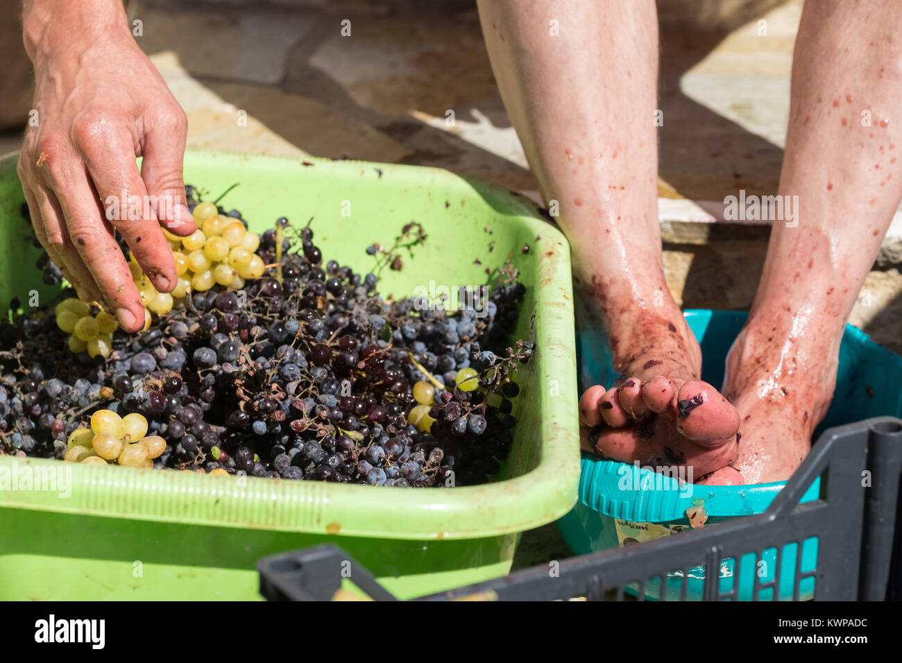 Grape-Stomping for the traditional production of wine at the Old Village (Chora) on Alonissos Island, Greece Stock Photo