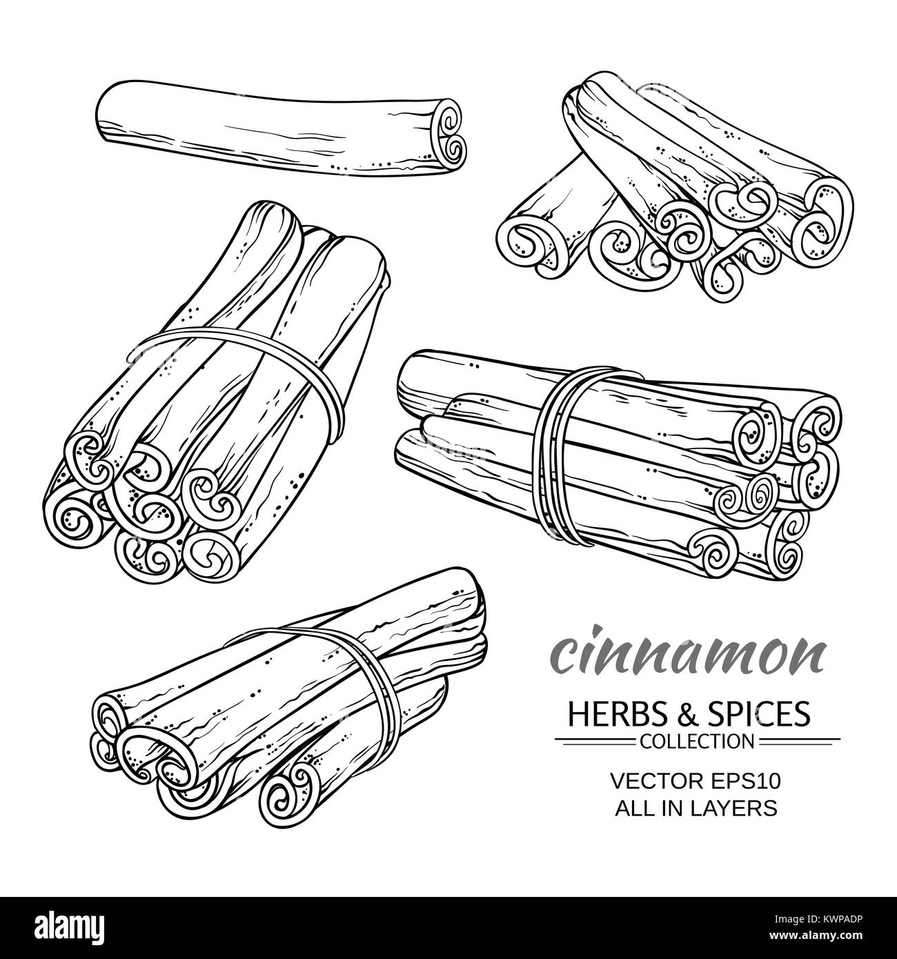 cinnamon sticks vector set on white background Stock Vector