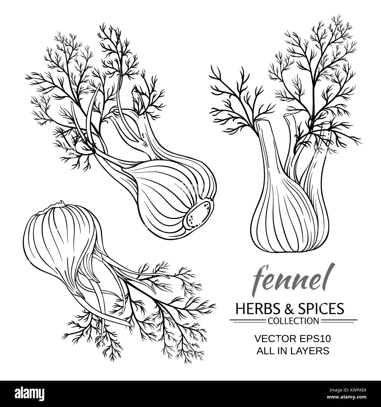 fresh fennel vector set on white background Stock Vector Image & Art