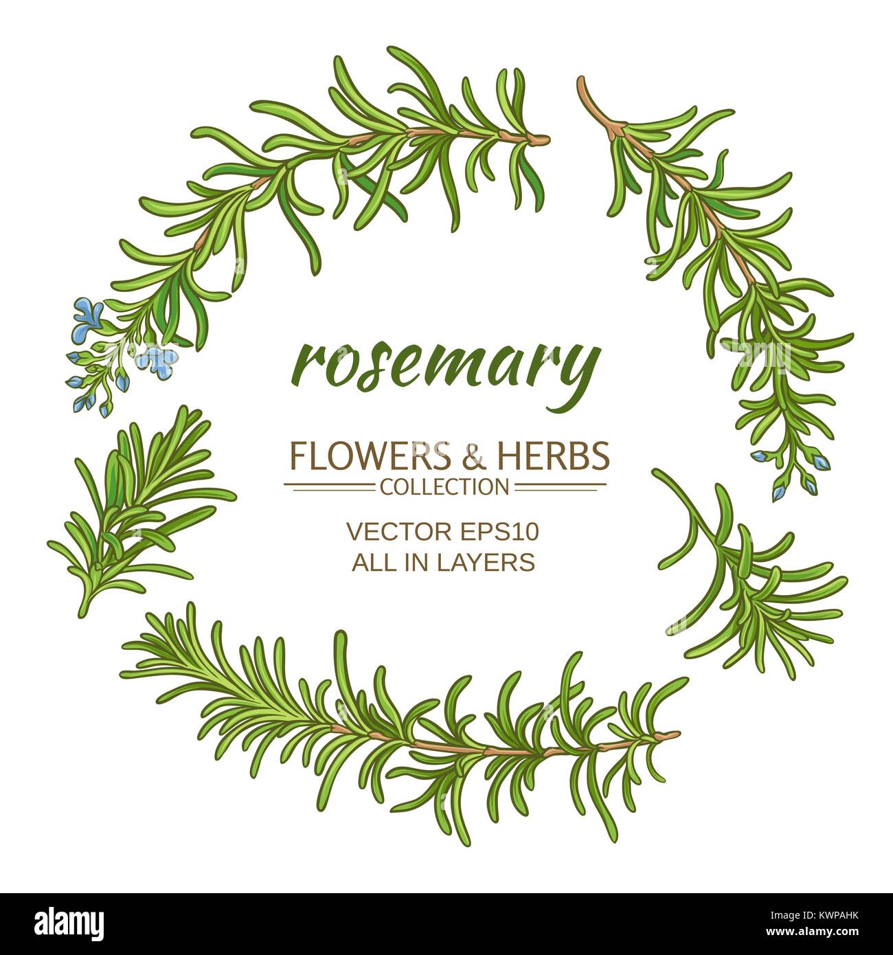 Rosemary plant Stock Vector Images Alamy