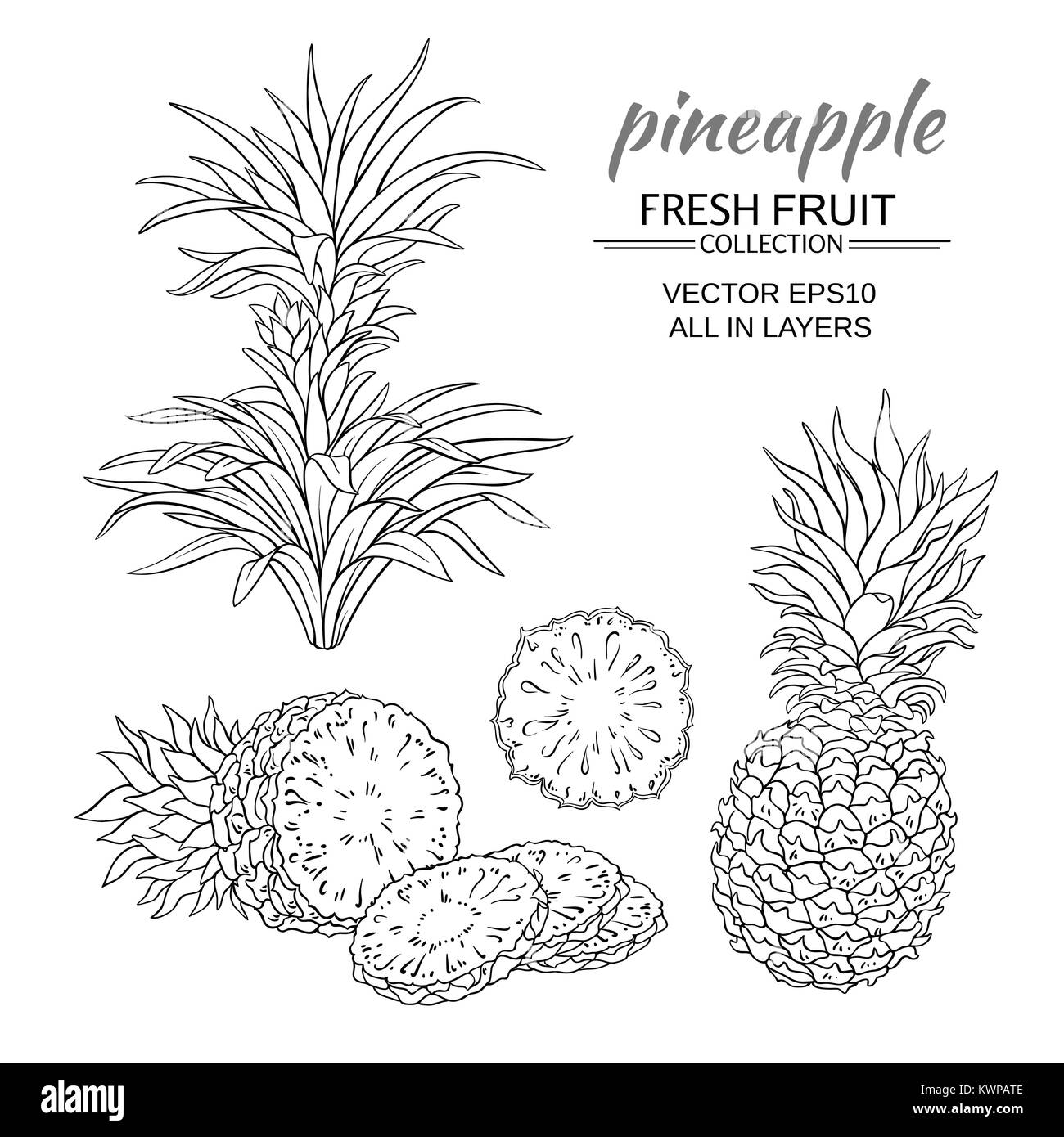 pineapple fruit vector set on white background Stock Vector Image & Art ...